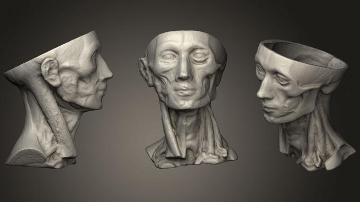 Anatomy of skeletons and skulls (ANTM_0273) 3D model for CNC machine